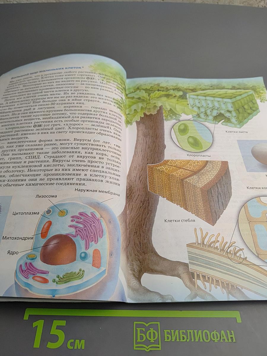 Биология 5 класс