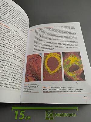 Биология. Человек. 9 класс