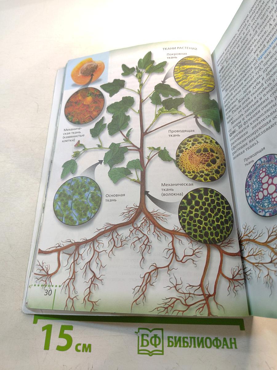 Биология, 6 класс