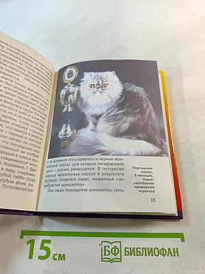 Персидская кошка