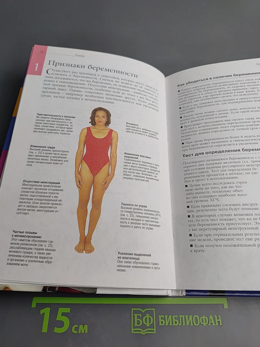 Беременность от зачатия до родов