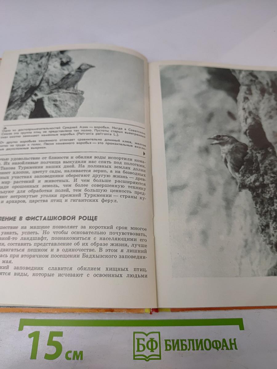 С фотоаппаратом за синей птицей