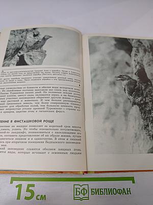 С фотоаппаратом за синей птицей