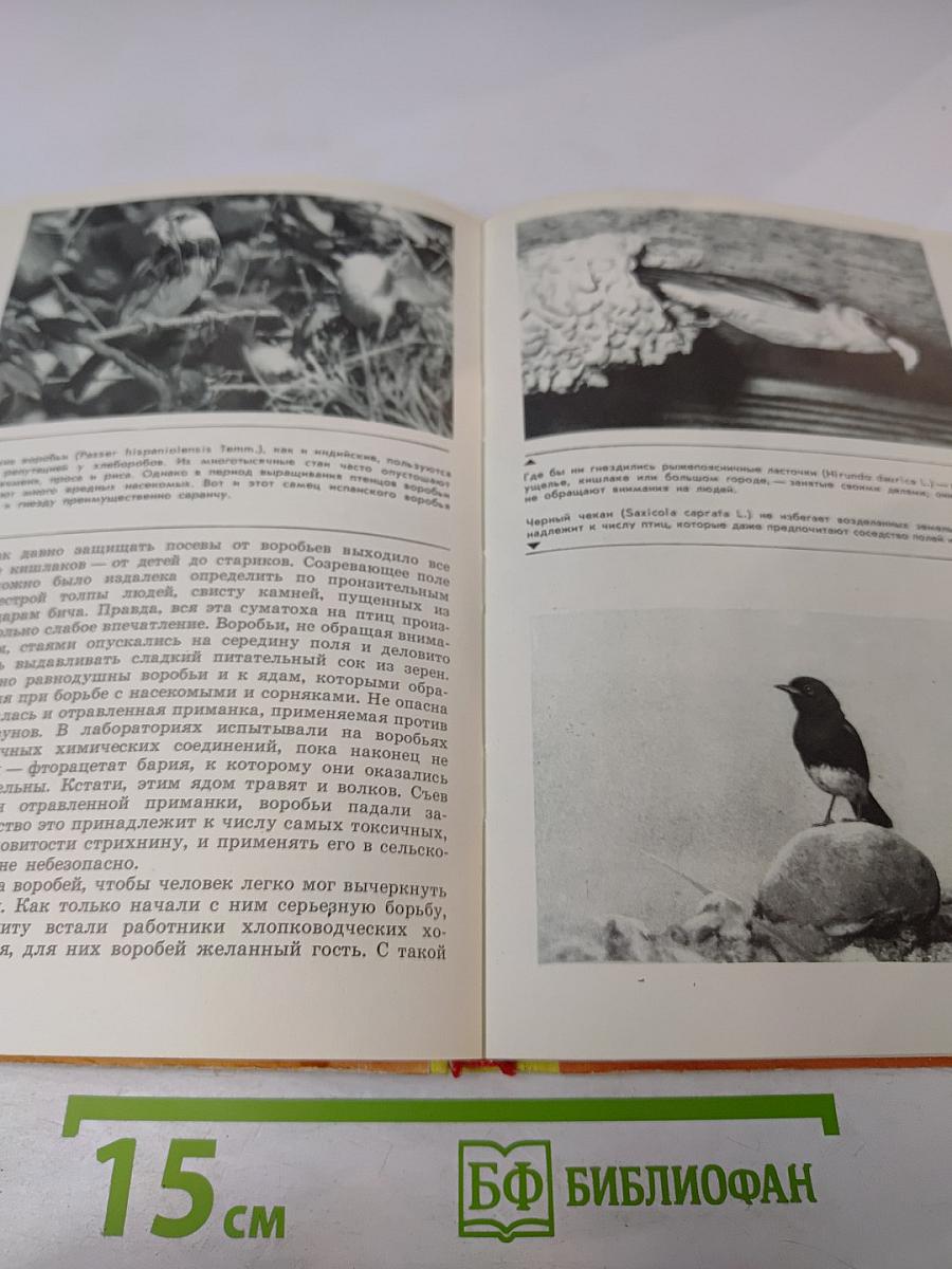 С фотоаппаратом за синей птицей