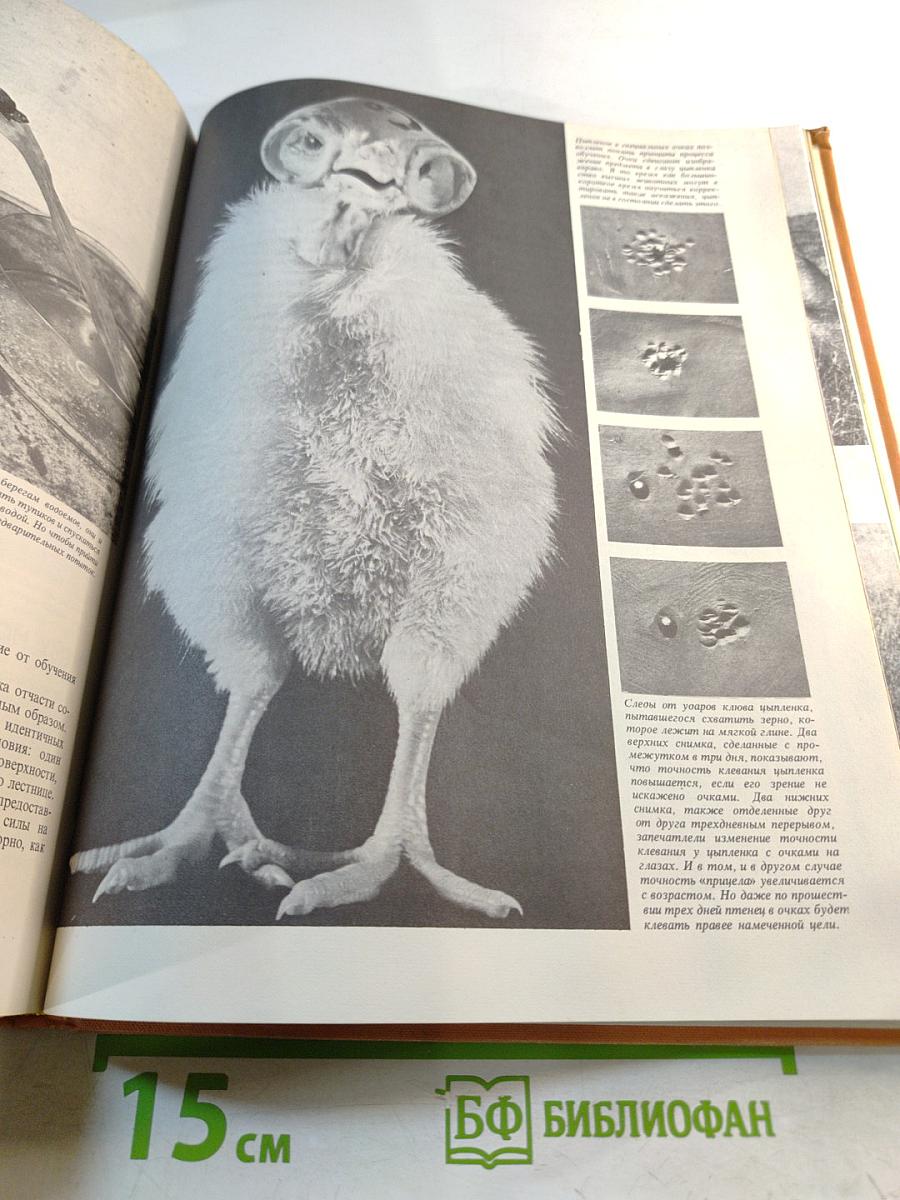 Поведение животных