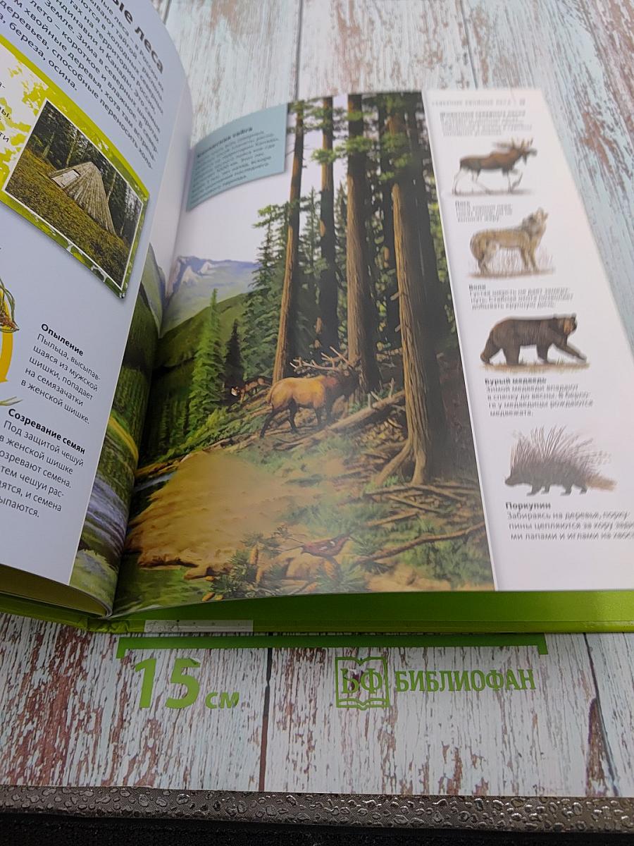 Жизнь деревьев