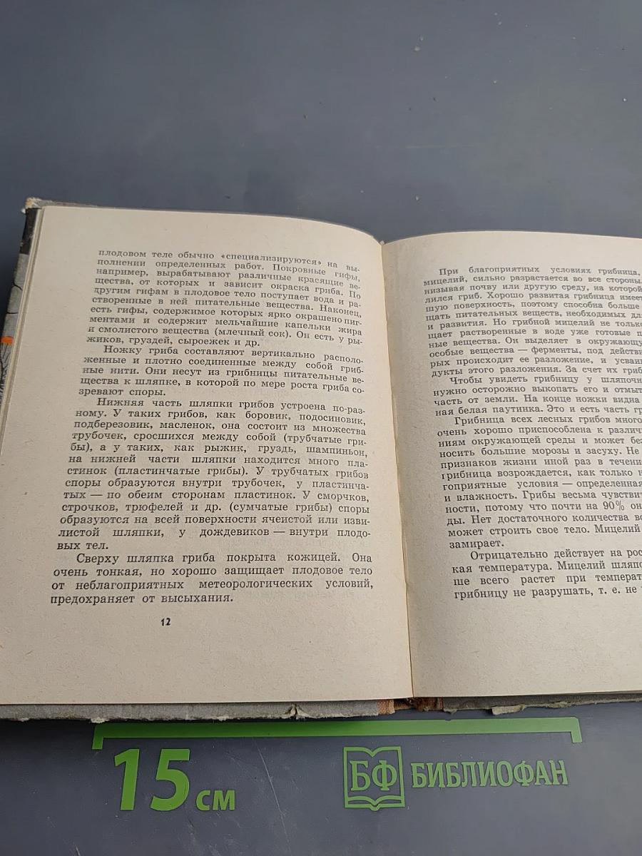 Грибы наших лесов