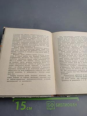 Грибы наших лесов