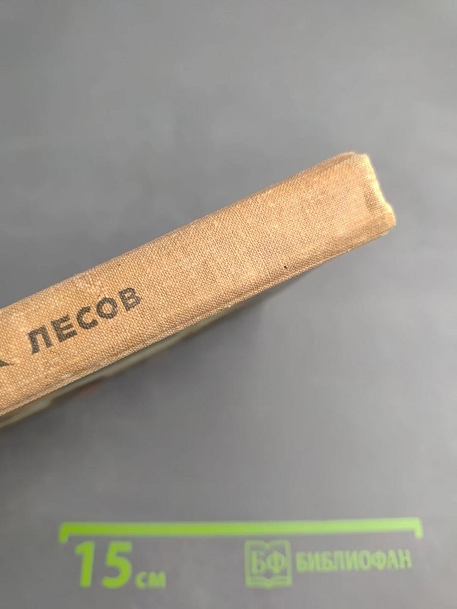 Грибы наших лесов