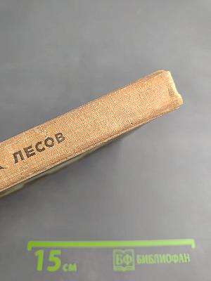 Грибы наших лесов