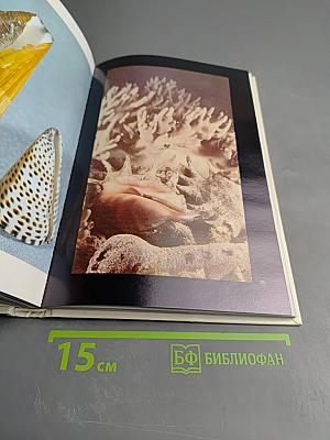 Мир кораллов