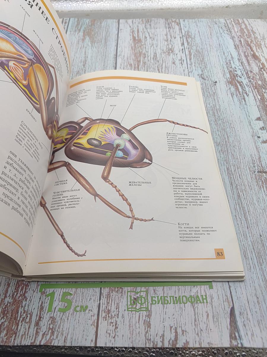 Секреты животного мира. Том 1: Хамелеон, Крот, Лягушка, Паук, Змея, Динозавр