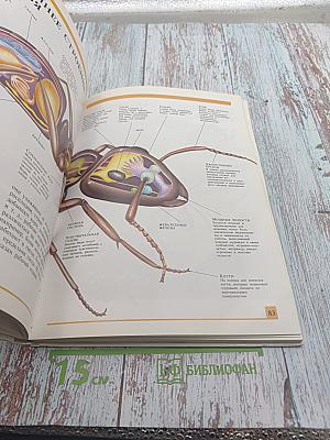 Секреты животного мира. Том 1: Хамелеон, Крот, Лягушка, Паук, Змея, Динозавр