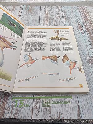 Секреты животного мира. Птица, аист, птенец, летучая мышь, бабочка, пчела, блоха