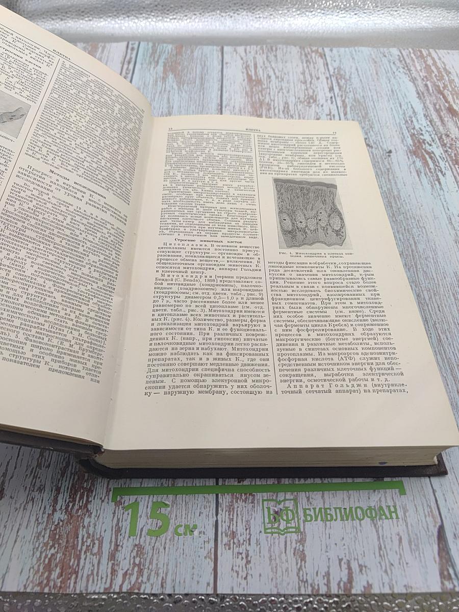 Большая медицинская энциклопедия. Том 13. Клетка - Косолапость