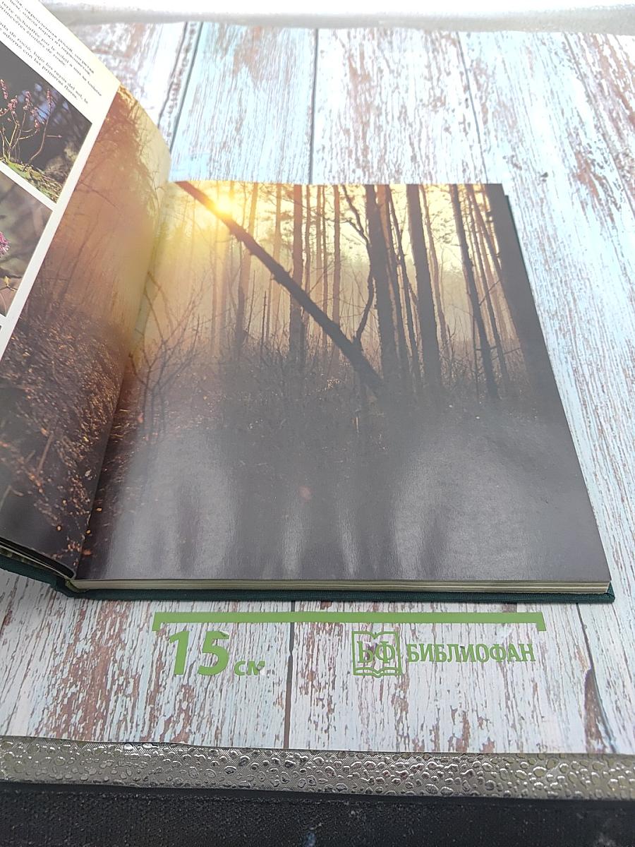 Белавежская пушча