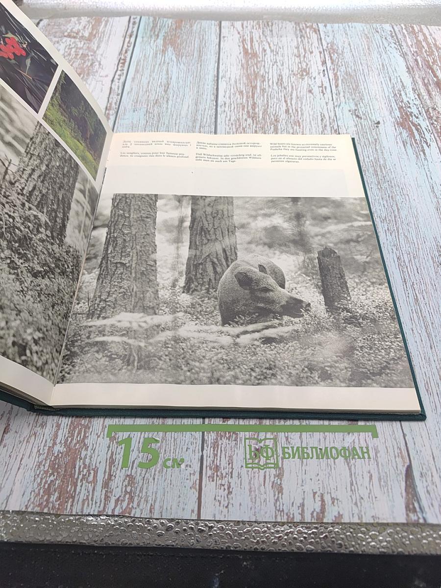 Белавежская пушча