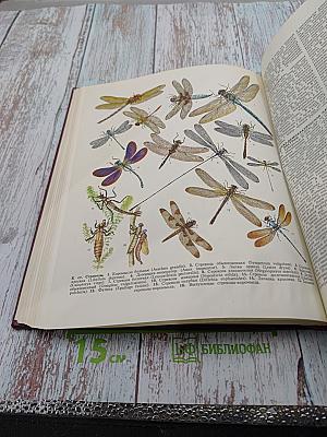 Большая Советская Энциклопедия. Том 24. Книга I: Собаки – Струна