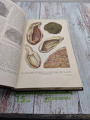 Большая медицинская энциклопедия. Том 34: Хлорофиллы - Экскохлеация