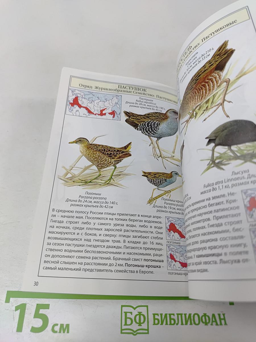 Птицы России