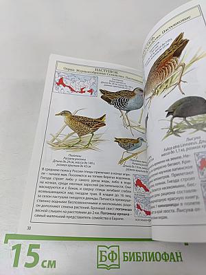 Птицы России