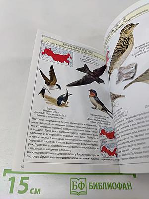 Птицы России