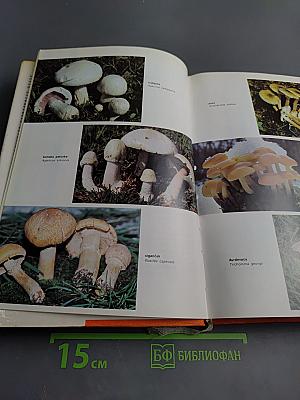 Kuharica SAKUPLJAČA GLJIVA: Branje Konzerviranje Recepti Uzgoj