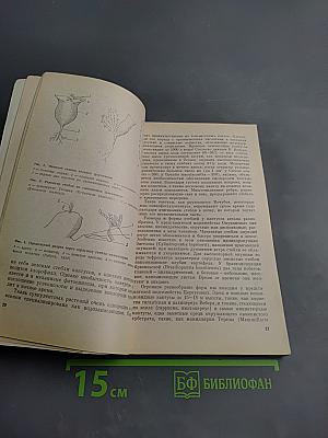 В мире кактусов