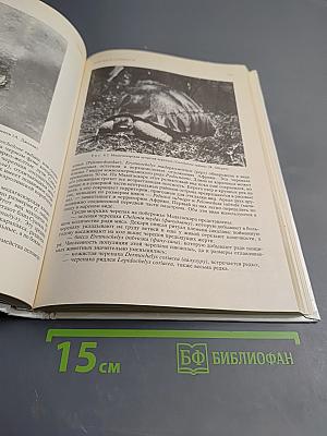 Мадагаскар