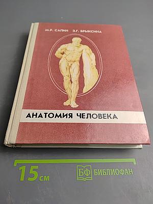 Анатомия человека