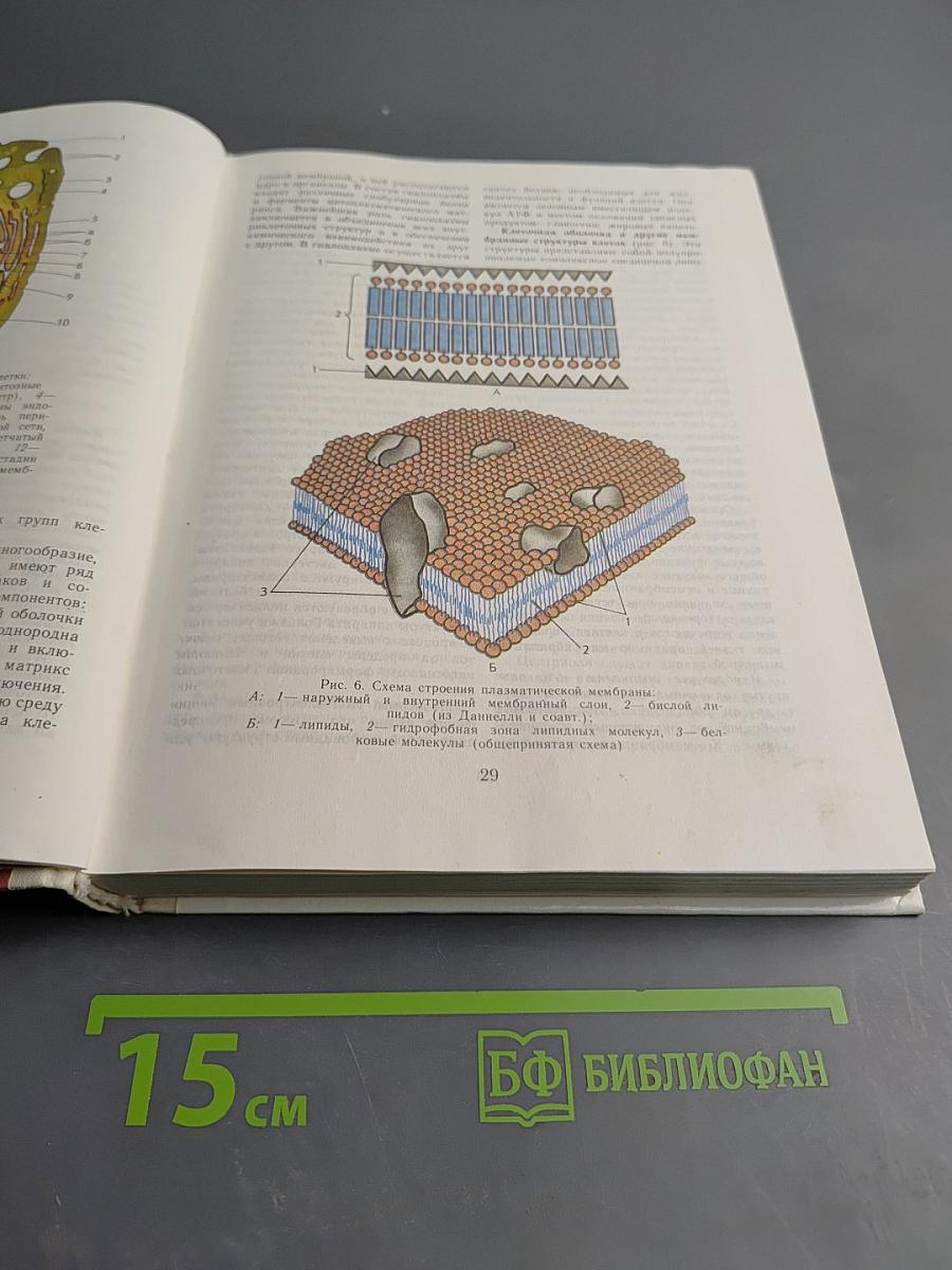 Анатомия человека