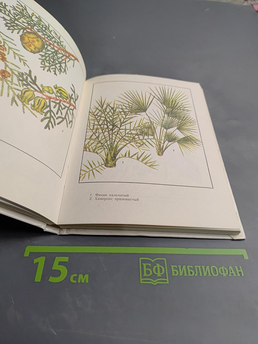 Цветы в вашем доме