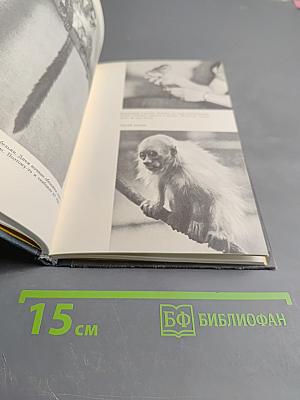 Обезьяны, обезьяны, обезьяны...