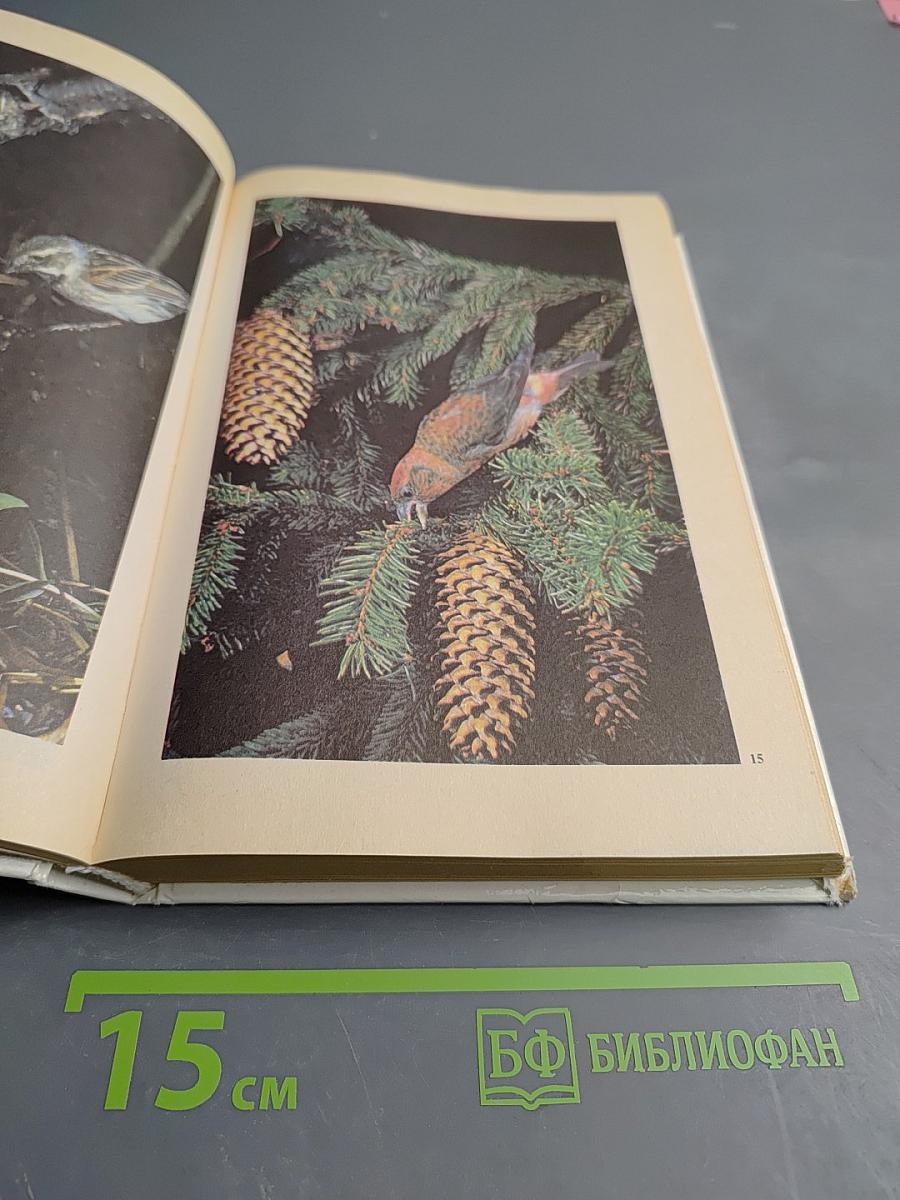 Животные у нас дома