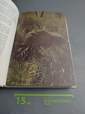 Сафари по Килиманджаро