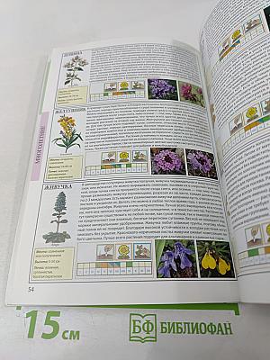 Все о садовых цветах