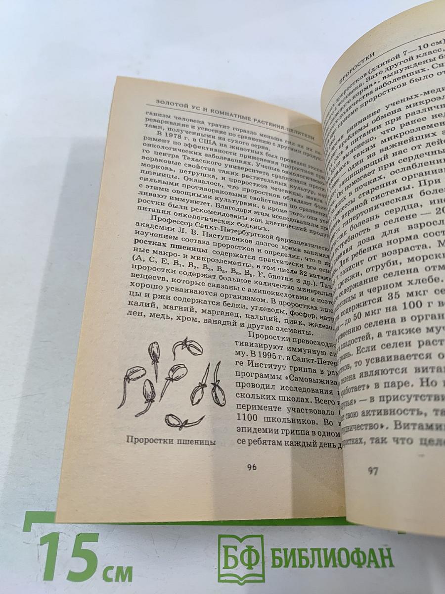 Золотой ус и комнатные растения-целители