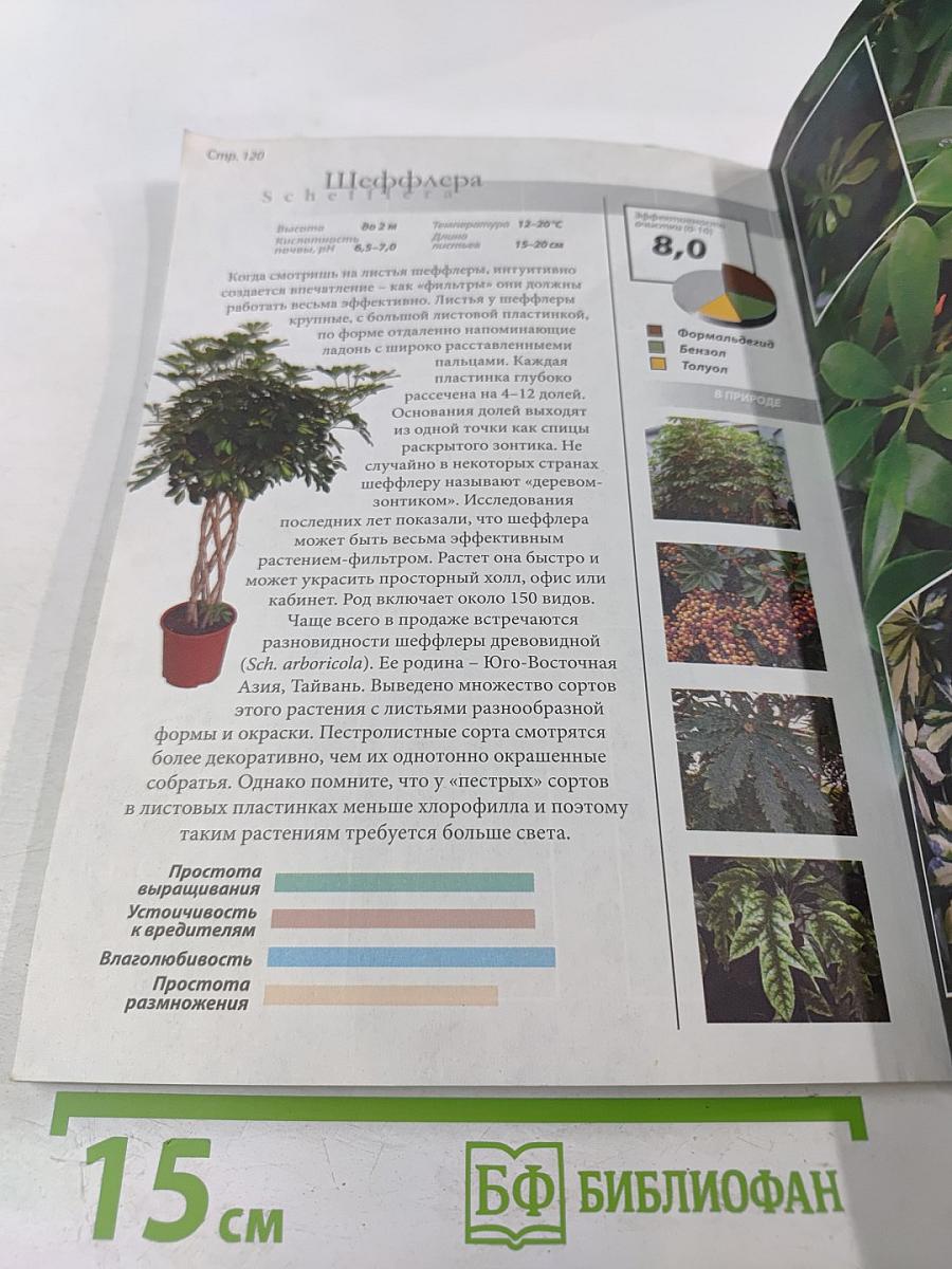 Все о комнатных растениях, очищающих воздух