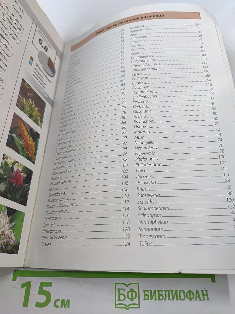 Все о комнатных растениях, очищающих воздух