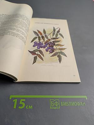 Лекарственные растения в лечении заболеваний сердечно-сосудистой системы