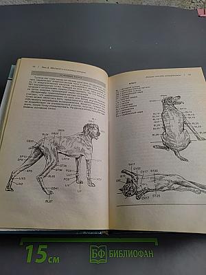 Ветеринарный справочник. Нетрадиционных методов лечения собак и кошек. Более 1000 домашних способов исцеления ваших питомцев