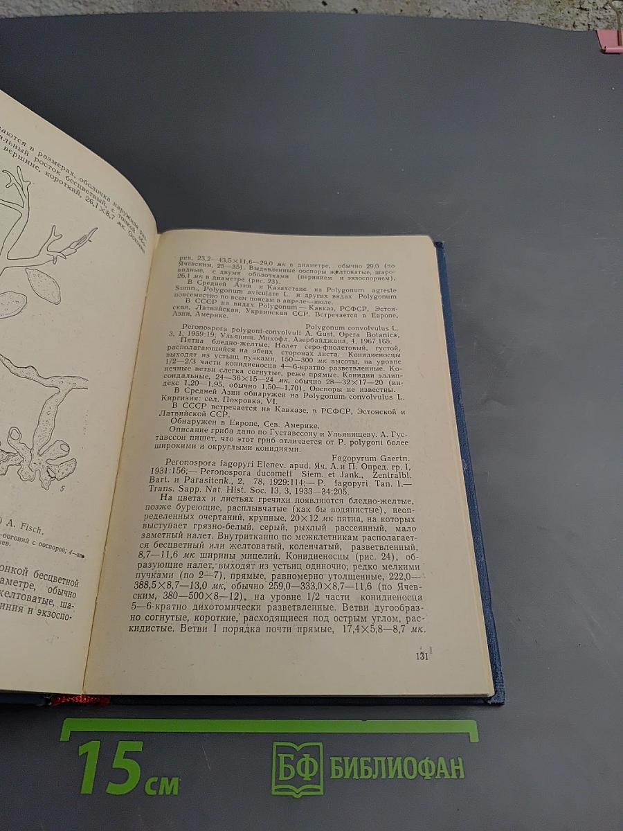 Семейство Peronosporaceae Средней Азии и Южного Казахстана (Определитель)