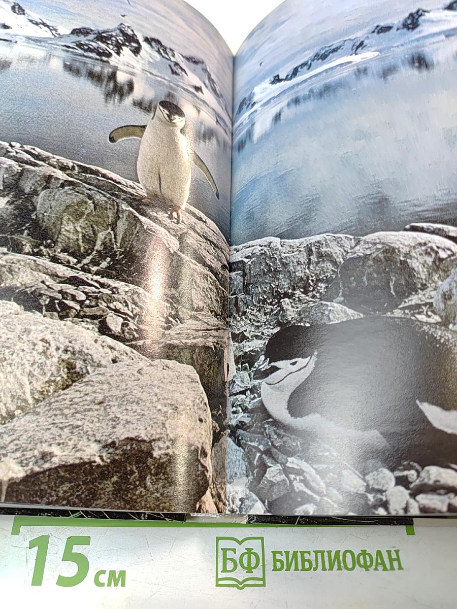 Живой мир полярных районов