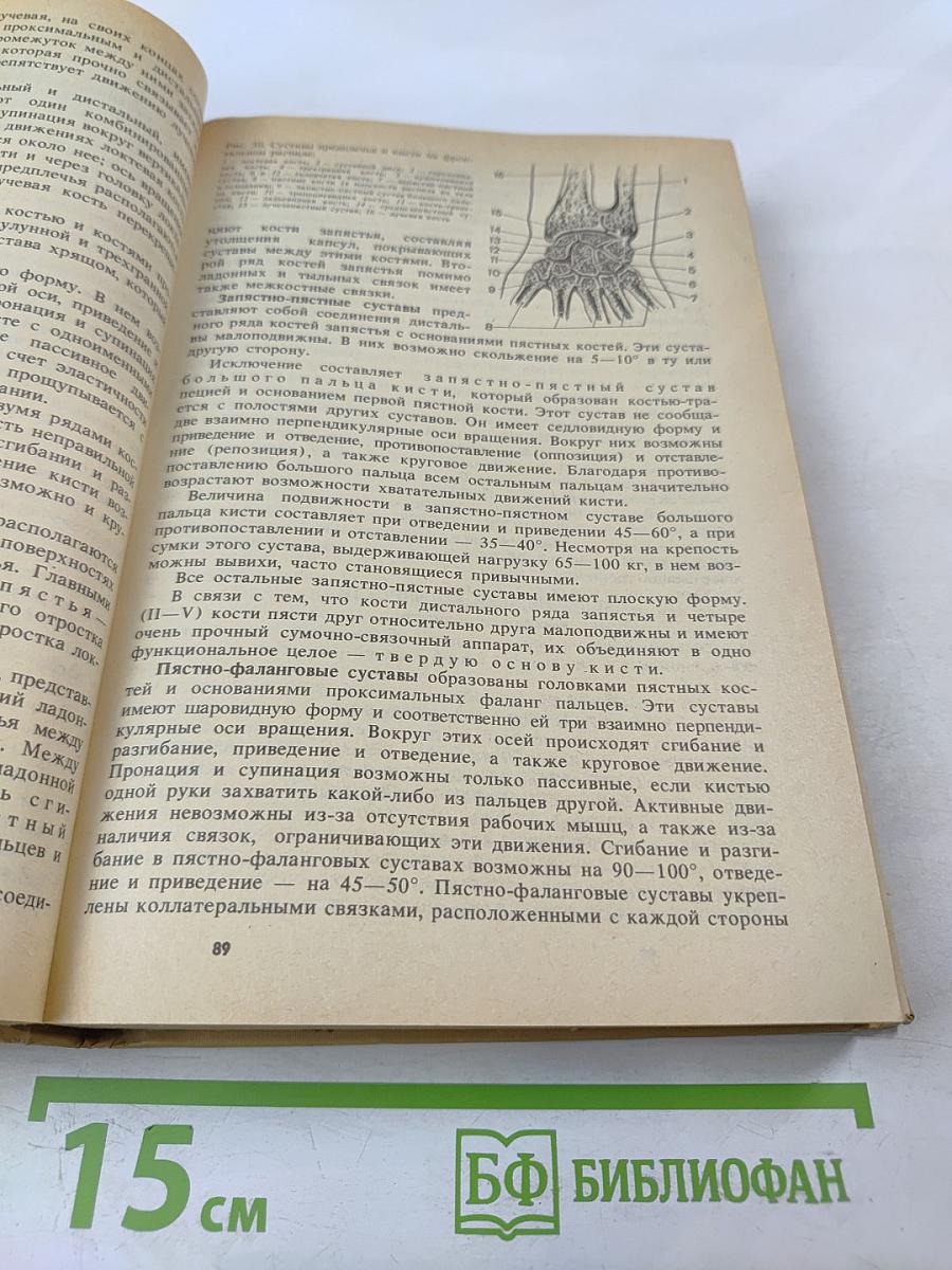 Анатомия человека