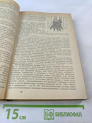 Анатомия человека