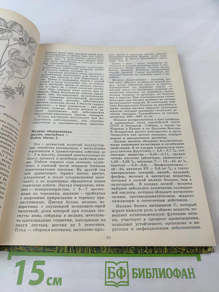 Дары наших лесов