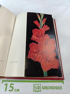 Гладиолусы