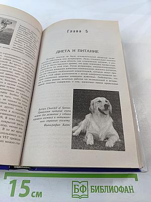 Золотистый ретривер