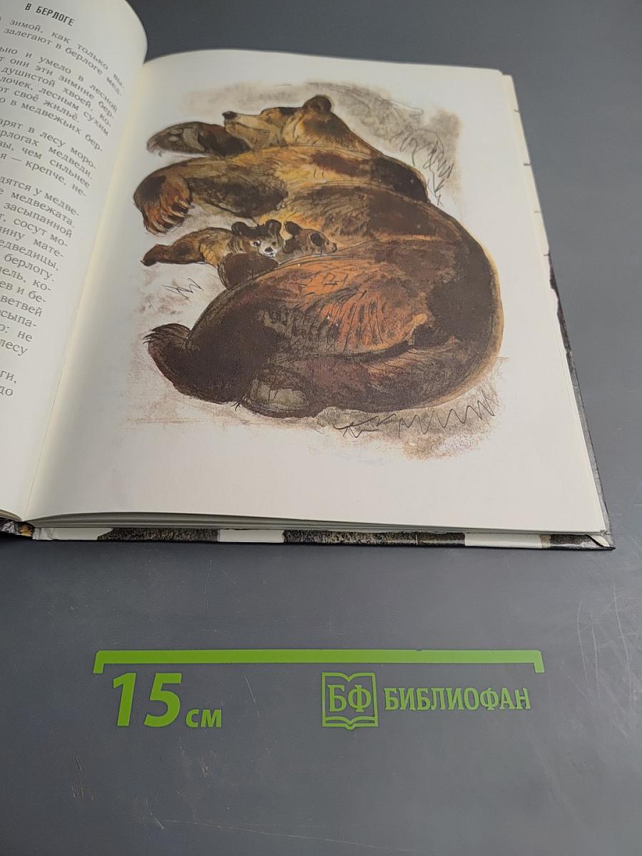 Год в лесу
