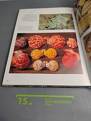 Моллюски. Мир животных
